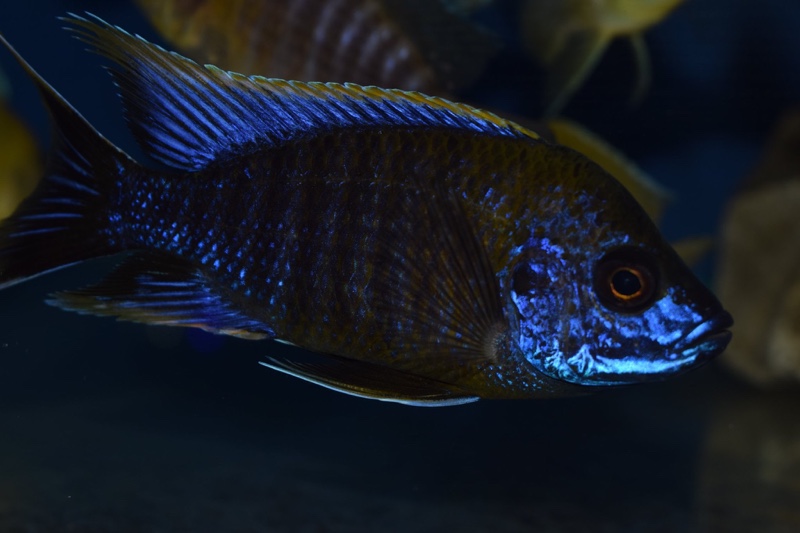 Aulonocara sp. 'lwanda' Hai Reef